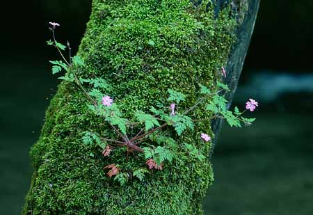 L2480_blueten_am_baum