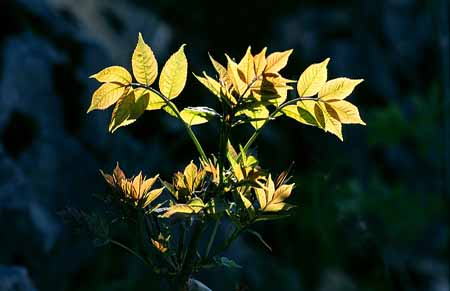 L2493_blaetter_im_gegenlicht