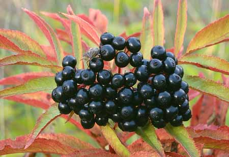 L2510_beeren_und_wanze