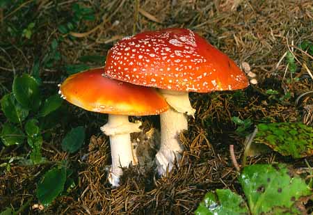 L2511_fliegenpilze_beschirmt