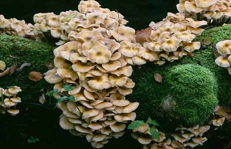 L2517_pilze_am_baumstamm