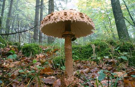 L2522_pilz_im_wald