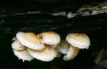 L2526_pilze_am_baumstamm