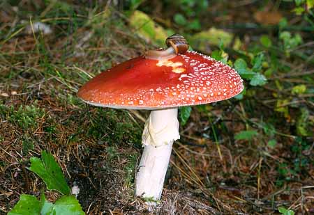 L2530_pilz_und_schnecke