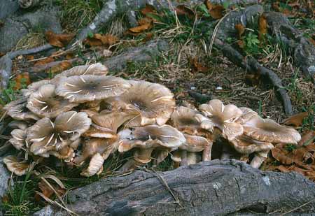 L2546_pilze_auf_baumstamm