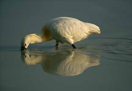 L2551_loeffler_mit_spiegelbild