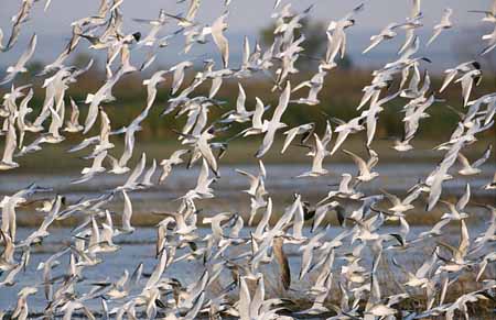 L2556_moewen_im_flug