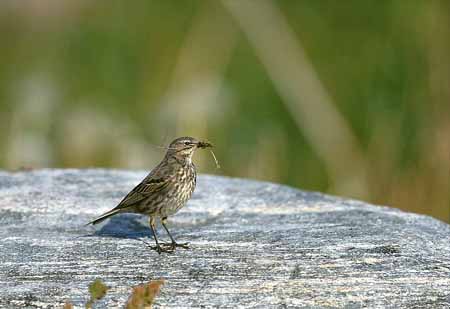 L2558_strandp_ver_nah