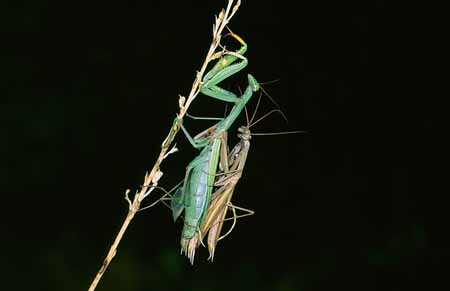 L2573_gottesanbeterin_paarung