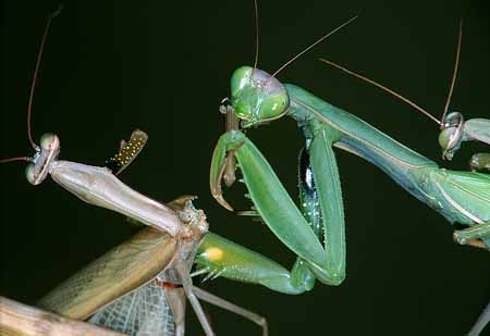 L2574_gottesanbeterin_fr_maennch_w_paarung