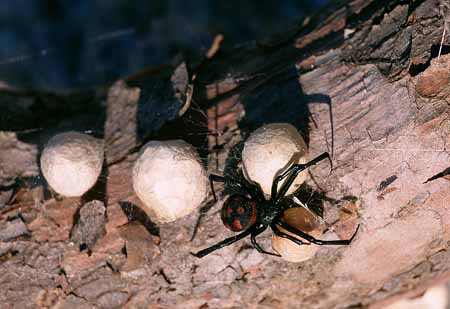 L2575_schwarze_witwe_mit_kokons