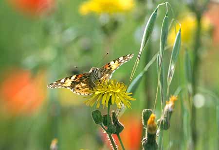 L2576_schmetterling_auf_bluete