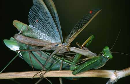 L2580_gottesanbeterin_fr_maennchen_w_paarung