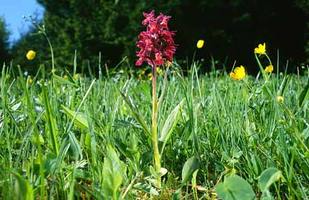 L2589_orchidee_im_feld_ver