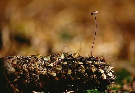 L2596_pilz_auf_zapfen