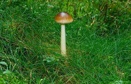 L2597_pilz_im_gruen
