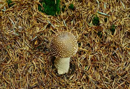 L2598_fliegenpilz_braun