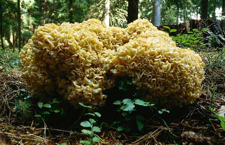 L2599_pilz_fette_henne