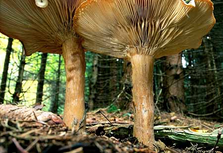 L2603_mausperspektive_ver