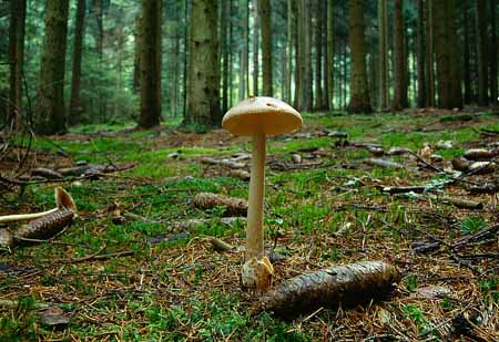 L2608_pilz_u_tannenzapfen