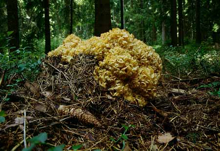 L2614_pilz_fette_henne