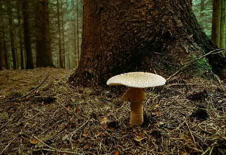L2616_pilz_vor_baum