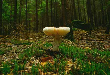 L2617_pilz_im_wald
