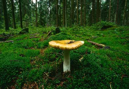 L2621_pilz_im_wald