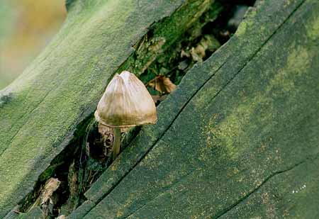 L2625_pilz_auf_totembaum