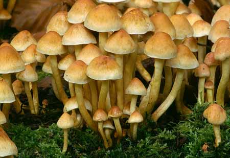 L2637_pilze_ardennen