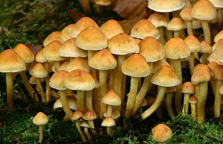 L2640_pilze_ardennen