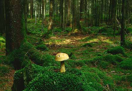 L2642_pilz_im_wald