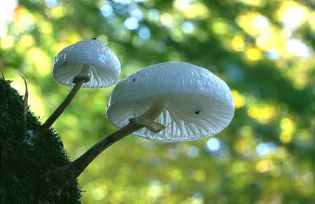 L2644_schleimruebling