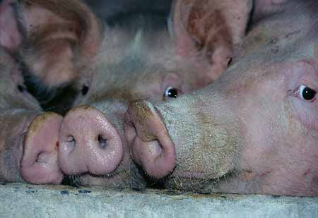 L2647_schweine_ruessel