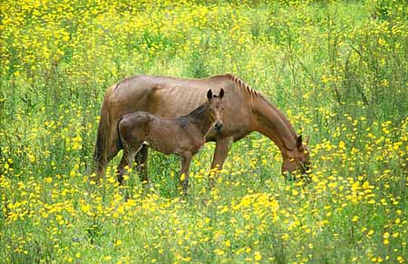 L2650_pferde_im_blumemfeld_3600_ver