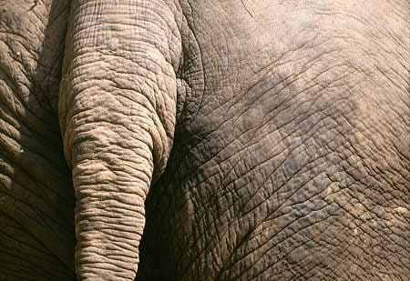 L2664_dickhaeuter_detail