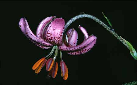 L2667_tuerkenbundlilie