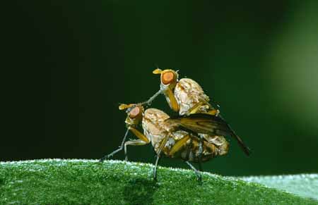 L2676_fliegenpaarung