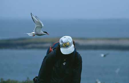 L2681_seeschwalbe_tourist