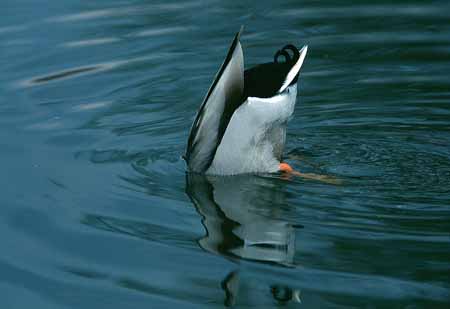 L2692_ente_beim_gruendeln