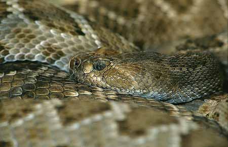 L2694_klapperschlange