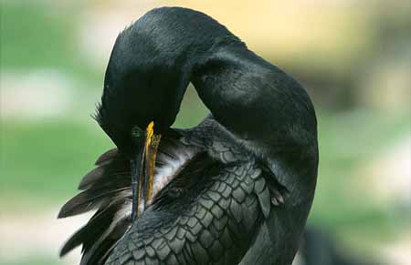 L2697_kraehenscharbe_reinigt_gefieder