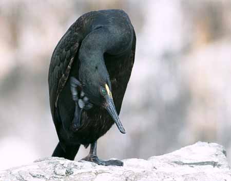 L2699_kraehenscharbe_kratzt_sich