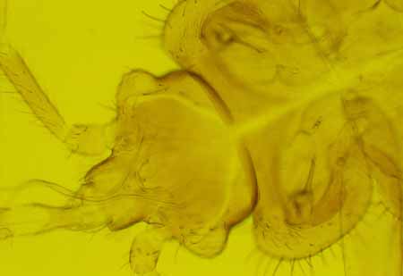 L2701_wanze_mikroskop