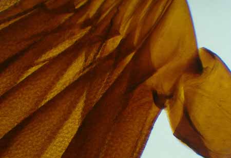 L2702_fuehler_maikaefer_mikroskop