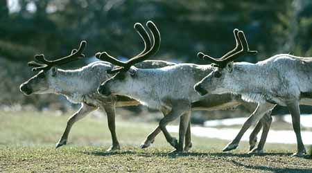 L2708_rentiere_imgleichschritt_neu