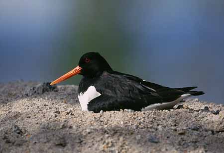 L2722_austernfischer_bruetet_auf_bausand