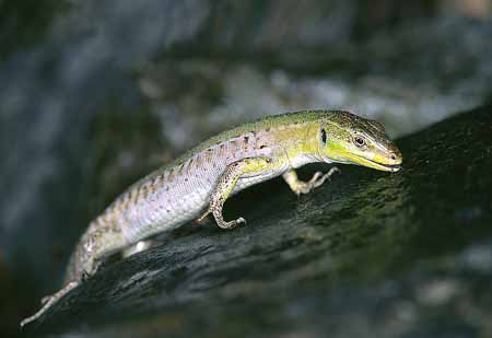 L2727_eidechse_trinkt_ver