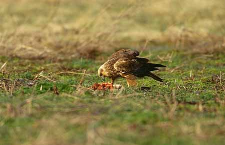 L2755_rohrweihe_m_beute