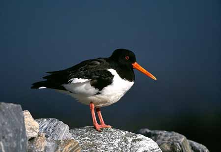 L2766_austernfischer